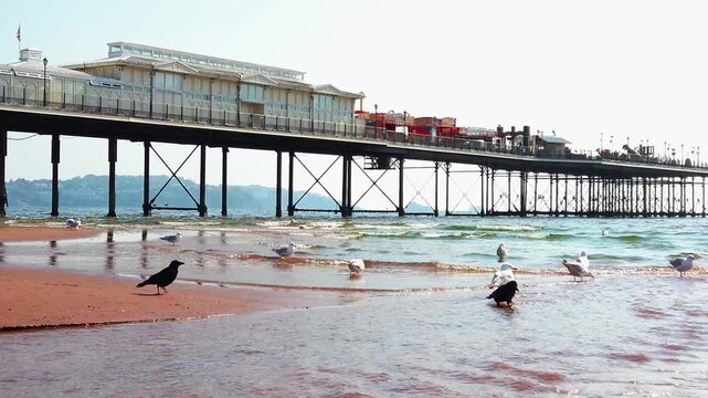 Outdoor low angle slow motion shot captures carrion crows and seagulls walking through a freshwater stream flowing across the red sand beach into the sea next to the historic Paignton Pier structure.