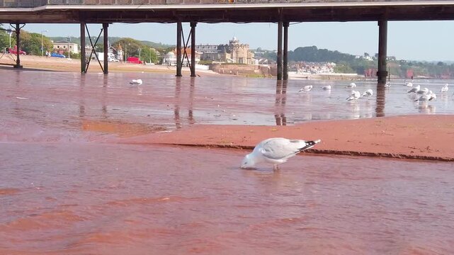 Outdoor low angle slow motion shot captures a herring gull drinking freshwater from a stream running across the red sand beneath a seaside pier structure at Paignton Beach in Devon England.
