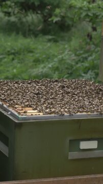 Bees in hive during good spring weather, apiary, many bees buzzing.