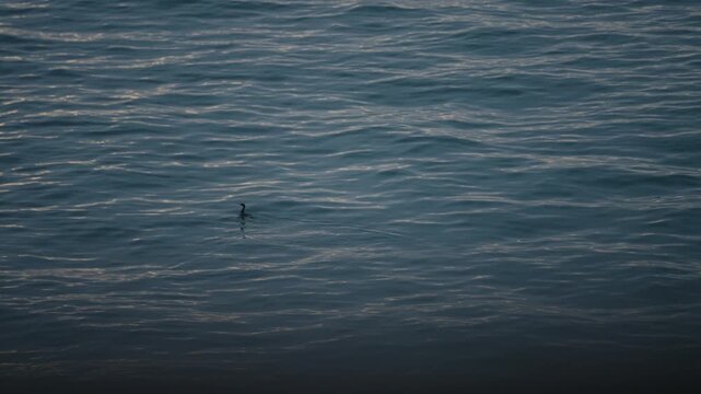 surfing in the Pacific Ocean 