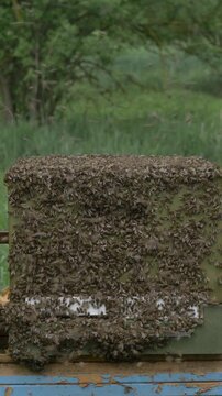 Bees in hive during good spring weather, apiary, many bees buzzing.