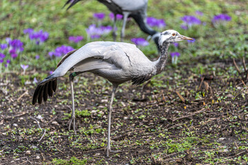 Naklejka premium Demoiselle Crane, Anthropoides virgo are living in the bright green meadow during the day time