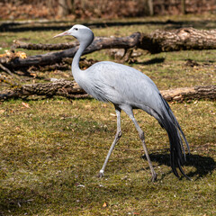 Fototapeta premium The Blue Crane, Grus paradisea, is an endangered bird