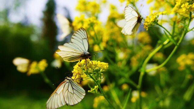 White butterflies flutter among bright yellow flowers. Delicate wings catch sunlight as they land and take off. Gentle movement creates serene, natural beauty