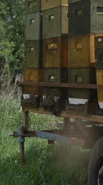 Bees in hive during good spring weather, apiary, many bees buzzing.