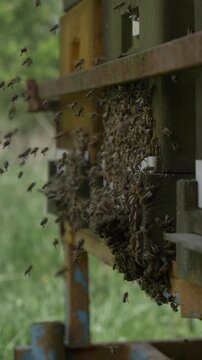 Bees in hive during good spring weather, apiary, many bees buzzing.