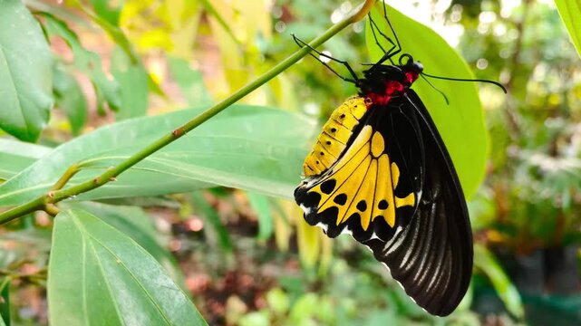 Common Birdwing butterfly, black and yellow wings, perched on a branch. Scientifically named "Troides helena," belongs to Papilionidae family, Papilioninae subfamily, and Troidini tribe.