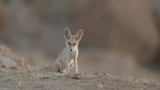 Close up video of an Arabian Red fox / Fennec fox sits alert on sandy terrain. Large ears stand tall against soft desert backdrop. Gaze fixed forward, curious and watchful. Sunlight highlights fur