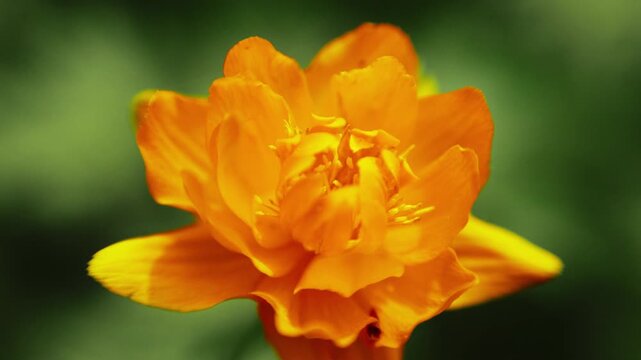 Vibrant orange flower blooms in soft focus. Petals layered and curled, glowing warmly against green backdrop. Slight breeze moves delicate petals. Perfect for spring, floral, or nature-themed projects