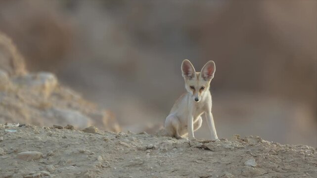 Close up video of an Arabian Red fox / Fennec fox sits alert on sandy terrain. Large ears stand tall against soft desert backdrop. Gaze fixed forward, curious and watchful. Sunlight highlights fur