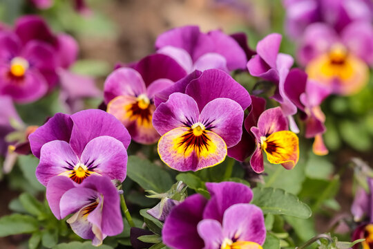 The delicate beauty of spring pansies. Garden pansies (Viola wittrockiana) bloom in many different colors. Pansies are popular spring and summer flowers for gardens and balconies in Finland.