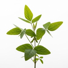 Fototapeta premium Young Soybean Plant with Green Leaves and Pods Isolated on White Background.