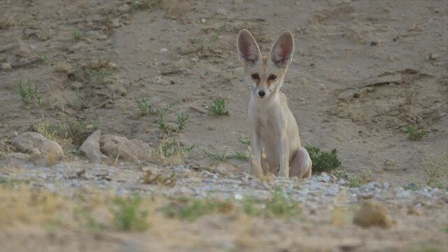 Video of an Arabian red fox sits alert in arid and looking curiously, sandy terrain. Large ears stand upright, capturing faint desert wind. Dust and sparse grass surround the creature.
