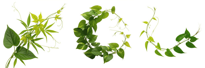 Lush Green Climbing Vines and Tropical Foliage Set Isolated on White Background for Botanical Design and Nature-Inspired Graphics Projects High Quality PNG Assets Featuring image © B@kle