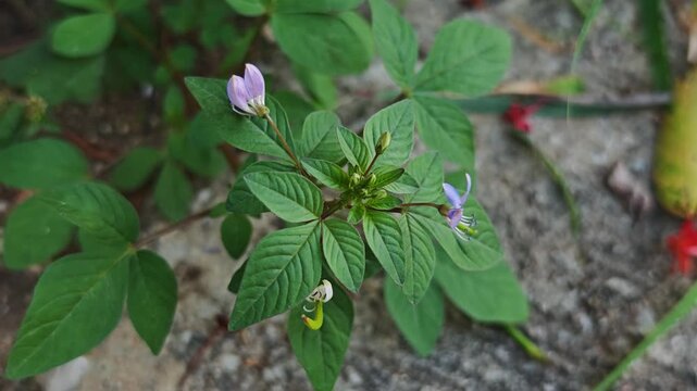 Cleome rutidosperma grows naturally. Cleome rutidosperma