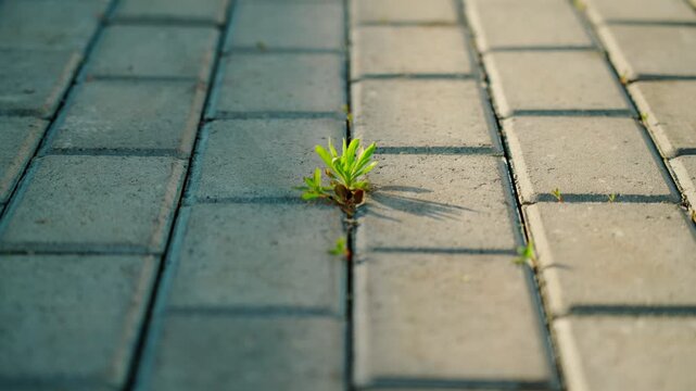 Green weeds sprouted through the stone-lined paving stones on the footpath. The grass makes its way through the seams and joints.