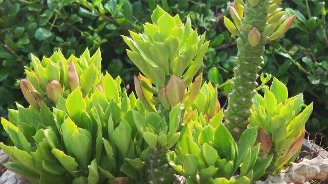   The  Monadenium ritchiei , Naga King Tree