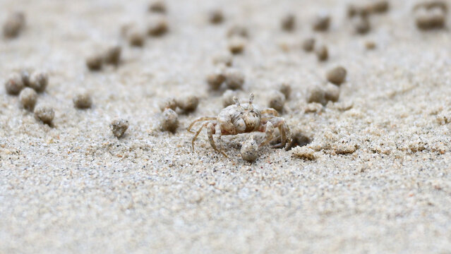 Small Ghost Crab Camouflaged on Sandy Beach with Sand Pellets