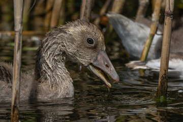 A juvenile goose with damp plumage navigates through tall reeds in a dark, reflective body of water, showcasing its beak and eye detail © Damyan Petkov