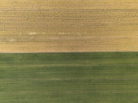 An overhead drone perspective showcases the contrasting textures and colors of two adjacent farm fields, one lush green and the other ripe yellow