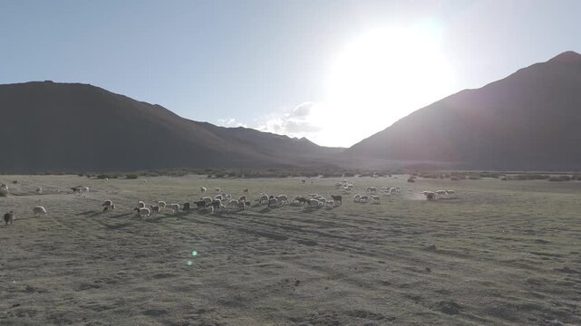Drone advances across an open Ladakh plain where a flock of sheep moves and grazes across the dry dusty ground as blowing dust fills the air and a dramatic mountain valley looms ahead creating a power