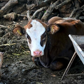 Young brown and white calf lying in a muddy farmyard