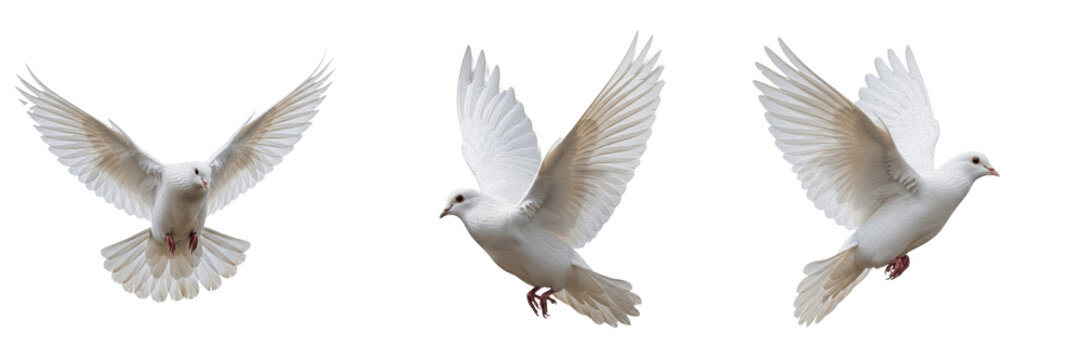 Flying white doves with wings spread in various poses isolated on white background, beautiful bird set for peace and freedom concept, high quality nature photography of elegant pigeons in flight for a