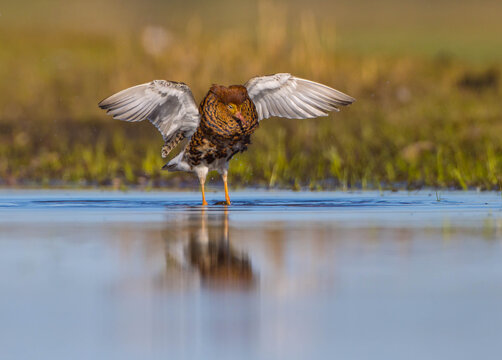 Ruff - male bird at a wetland on the mating season in spring
