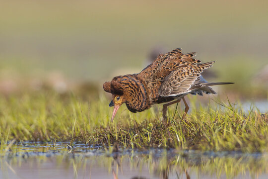 Ruff - male bird at a wetland on the mating season in spring