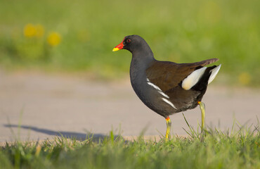 Fototapeta premium The common moorhen - adult bird in spring