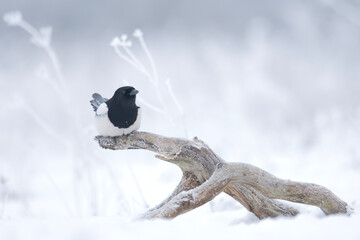 Sroka siedząca na konarze © M