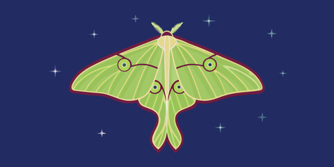 Luna moth illustration with detailed wings and antennae vector graphic © Ganesh