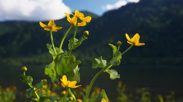 Vibrant yellow flowers bloom near a serene lake with rolling green hills in background. Clear sky with soft clouds adds peaceful mood to tranquil natural setting
