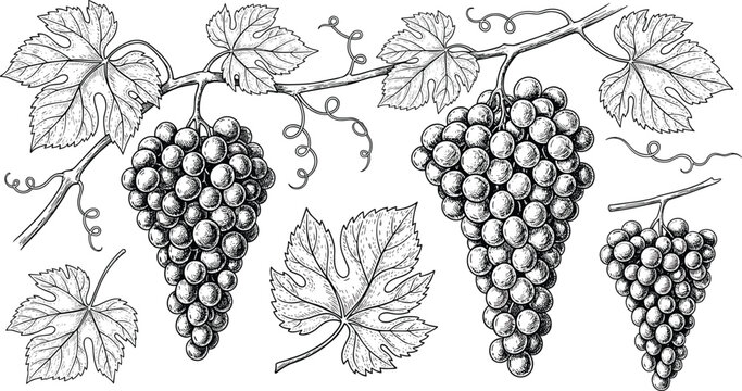 Vintage grape vine illustration hand drawn vineyard fruit engraving style botanical wine design isolated vector detailed artwork