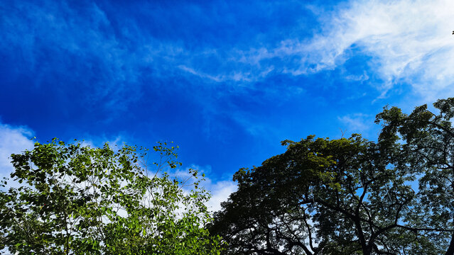 Beautiful blue sky with white clouds over green trees canopy.