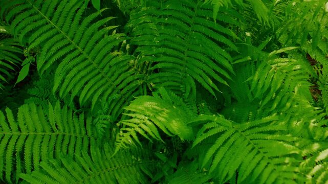 Vibrant green ferns fill the frame with detailed leaf patterns. Light filters softly, highlighting textures and natural curves. No people are present in the scene. Ideal for nature, wellness