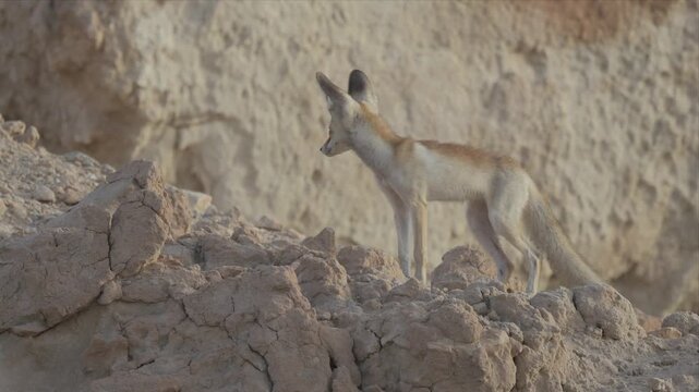 Close up video of an Arabian Red fox / Fennec fox stands alert on rocky terrain. Soft light highlights its large ears and sandy fur. Desert backdrop shows rugged, sunlit stone formations. Wild fox