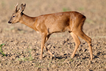 close up of a young roe buck © Duvekot Fotografie