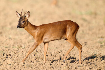 close up of a young roe buck © Duvekot Fotografie
