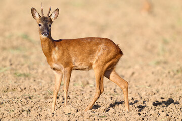 close up of a young roe buck © Duvekot Fotografie