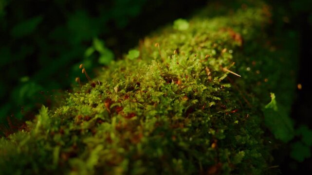 Close-up of moss-covered log in forest. Green moss textures glow softly under ambient light. Background blurred with deep forest greens. Calm, peaceful atmosphere evokes nature's quiet beauty