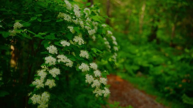 White flowers bloom on lush green bushes in a forest. Gentle light filters through trees, creating soft shadows. Nature's quiet beauty invites calm reflection. Ideal for eco-friendly, serene