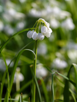 Allium paradoxum ( Latin- Allium paradoxum ) is a perennial herbaceous plant, a species of the genus Allium of the Amaryllidaceae family