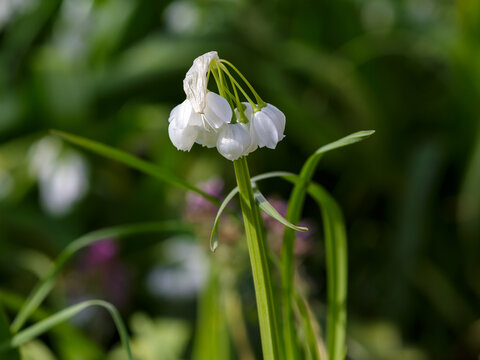 Allium paradoxum ( Latin- Allium paradoxum ) is a perennial herbaceous plant, a species of the genus Allium of the Amaryllidaceae family