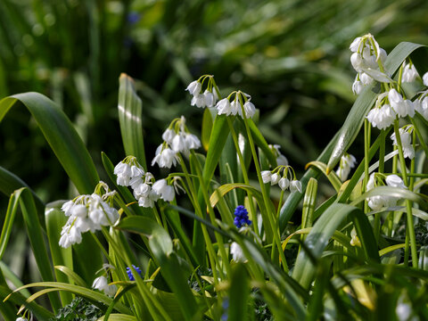 Allium paradoxum ( Latin- Allium paradoxum ) is a perennial herbaceous plant, a species of the genus Allium of the Amaryllidaceae family