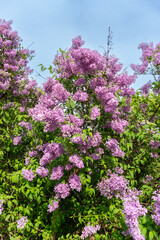 Obraz premium Purple common lilac shrub blooms with dense fragrant flower clusters and fresh green leaves against a clear blue sky, creating a seasonal spring garden and botanical background.