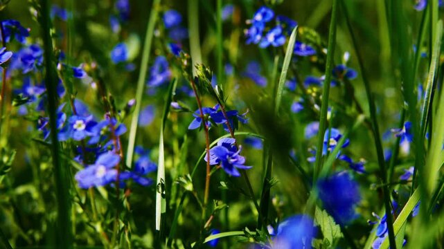 Tiny blue forget-me-not flowers bloom among tall green grass. Sunlight filters through, highlighting delicate petals and stems. Nature's quiet beauty shines in this peaceful meadow