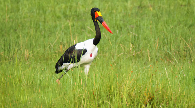 Saddle-billed Stork Wading in Lush Green Marsh Grasslands in Bright Daylight