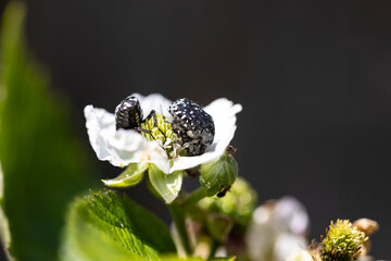 Macro photo of Oxythyrea funesta beetles on a white flower, harmful agricultural pest insect in natural sunlight. © fabrizio