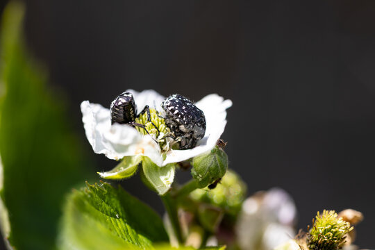 Macro photo of Oxythyrea funesta beetles on a white flower, harmful agricultural pest insect in natural sunlight.